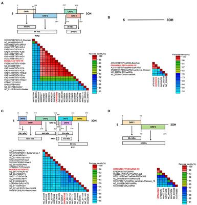 Synergism Among the Four Tobacco Bushy Top Disease Casual Agents in Symptom Induction and Aphid Transmission